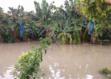 Lluvias en Urabá golpean la producción de banano y plátano; Capítulo Urabá de la SAI se pone al servicio de la subregión